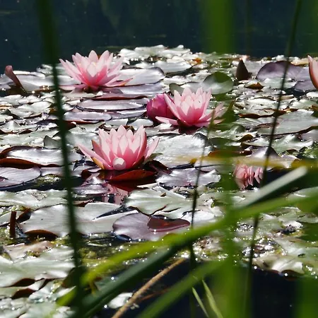Pensión Holzknechthof Am Neustift im Stubaital